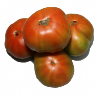 Tomates Optima